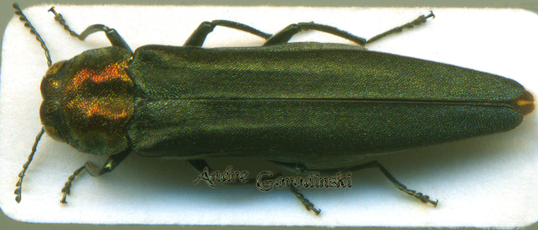 buprestidae/Agrilus cyaneoniger cyaneoniger.jpg